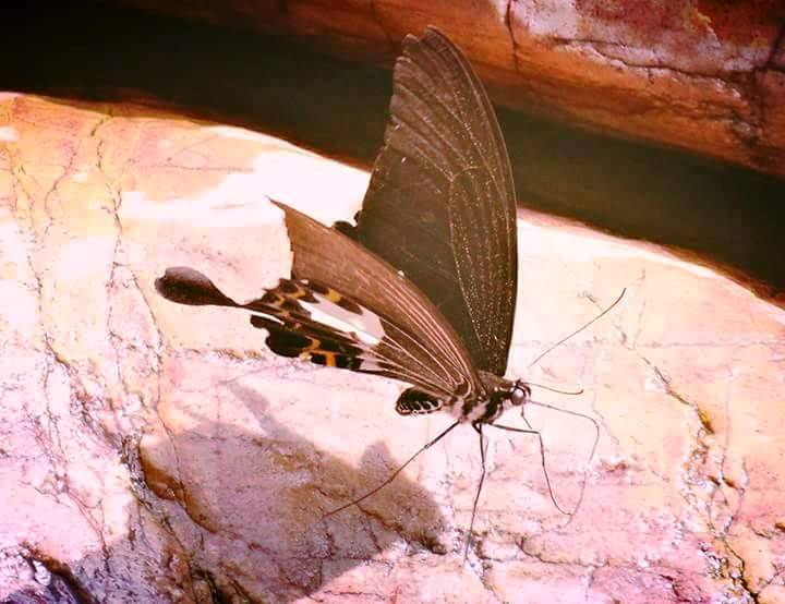 Papilio.nobelei